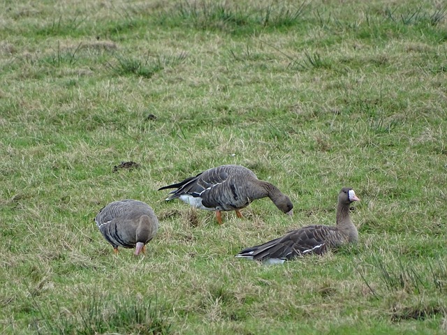休的球员 休的球员